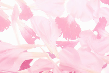 カーネーションの花びら