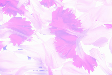 カーネーションの花びら