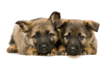 Fototapeta na wymiar German shepherds puppys