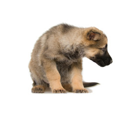 German shepherds puppy