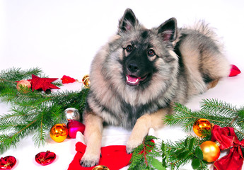 Hund Weihnachten Advent