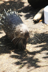 アフリカタテガミヤマアラシ