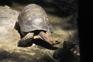 ビルマホシガメ