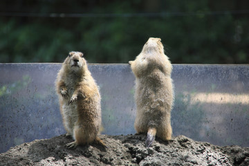 Obraz premium プレーリードッグ