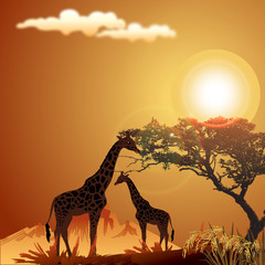 Fototapeta na wymiar silhouette of giraffe