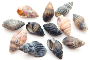 seashell collection