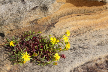 Flowering plant clinging to sandstone