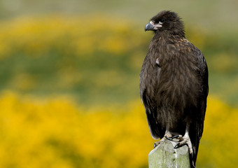 Young Striated Caracara