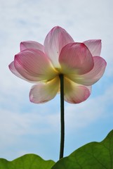 Fototapeta premium Low shot of lotus flower