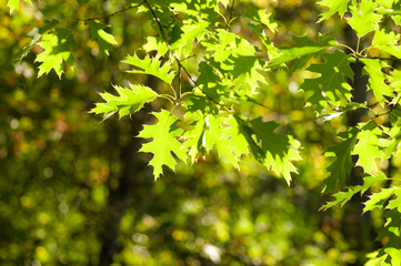 green leaves, shallow focus