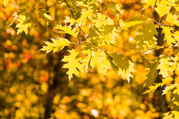 Naklejka na ściany i meble autumn yellow leaves