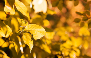autumn leaves, very shallow focus