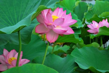 Three lotus flowers in full bloom