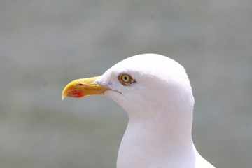 goéland