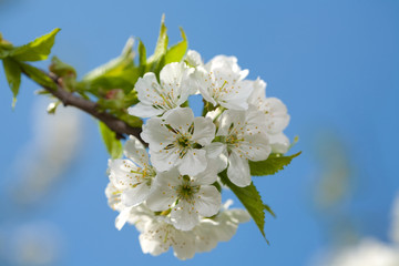 flowering cherries
