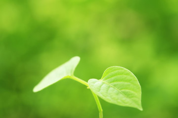 Obraz premium 新芽