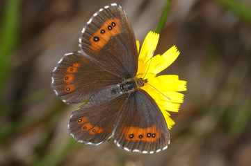 arran brown, erebia ligea