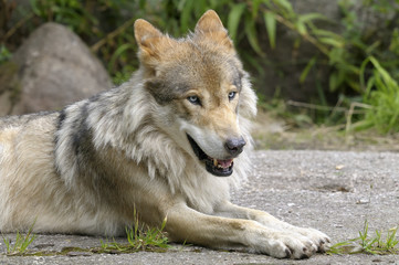 Fototapeta premium wolf, canis lupus