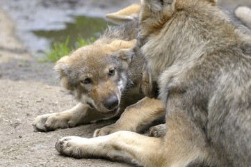wolf, canis lupus