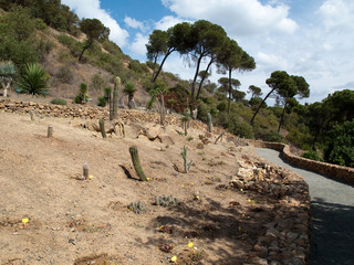Jardin de cactus à Malaga