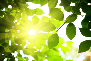 green leaves in deep forest