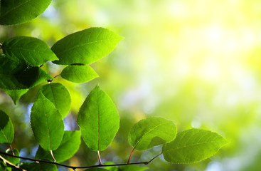 Fototapeta na wymiar zielone liście w głębokim lesie