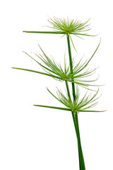 Cyperus papyrus