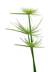 Wandaufkleber Cyperus papyrus © indochine
