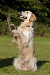 Kunststück Golden Retriever