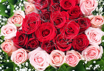 Red and Pink Roses