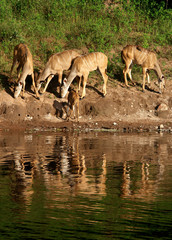 Kudu antelopes, Chobe river, Botswana