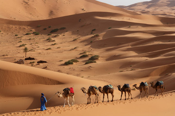 Fototapeta na wymiar Caravan wśród wydm Erg Chebbi, Maroko