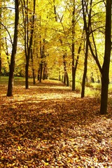 autumn, fall background