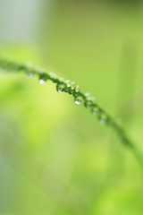 水滴