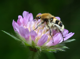 Trichius fasciatus