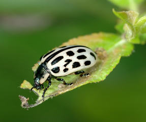 Leaf beetle