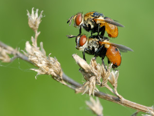 acrobatics