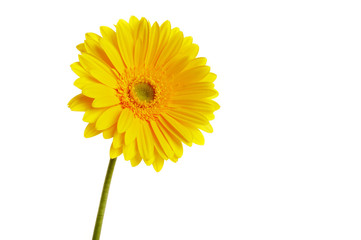 beautiful yellow flower petals closeup