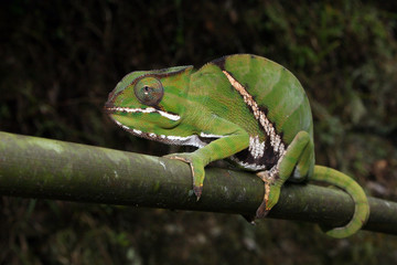 Chamäleon Ranomafana