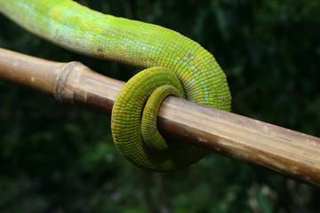 Chamäleon Yellow Lip Ranomafana