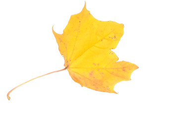 Autumn leaves isolated on white