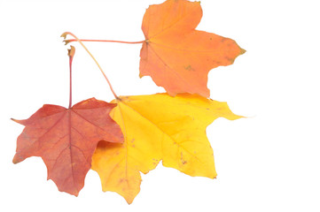 Autumn leaves isolated on white