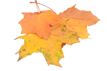 Autumn leaves isolated on white