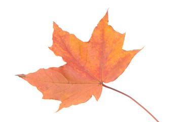 Naklejka na ściany i meble Autumn leaves isolated on white