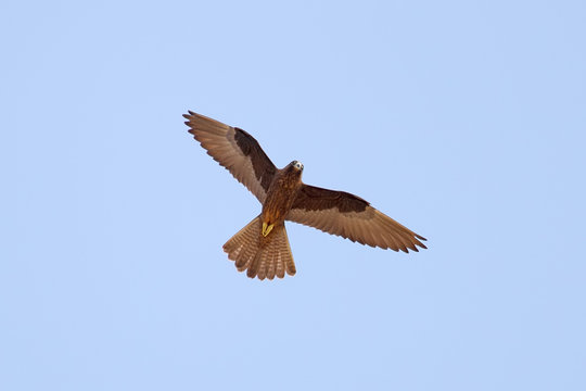 Eleonora's Falcon