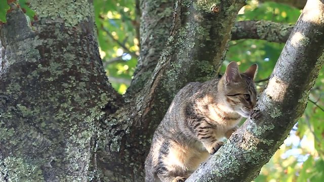 chaton agile dans le chêne