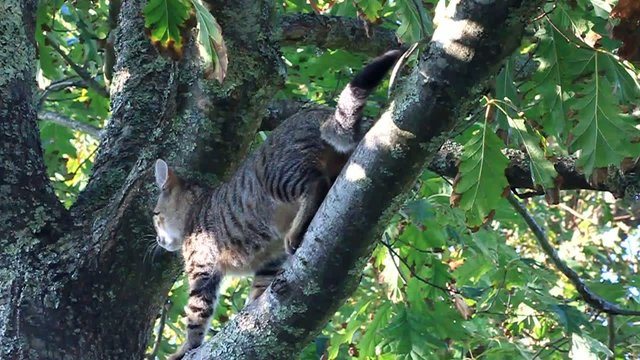 chaton se promenant sur la branche de l'arbre