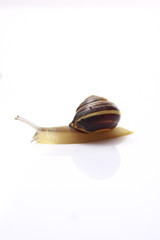 Schnecke