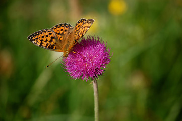 butterfly on a flower