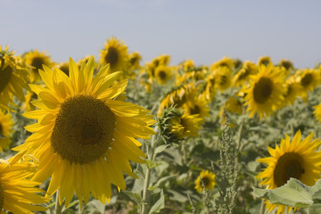 sunflower during a sunny day